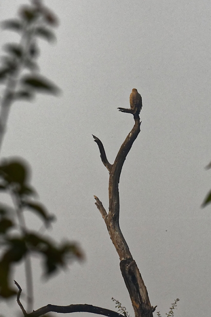 Keoladeo national park-141